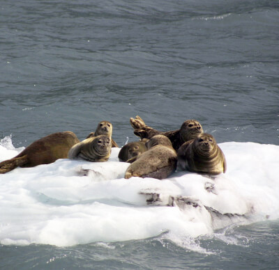 Seals in Prince Williams Sound