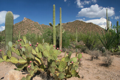 Saguaro and Prickly Pear Cacti in Saguaro National Park 
