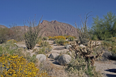 Desert Garden and Indian Head Mountain in Anza Borrego State Park