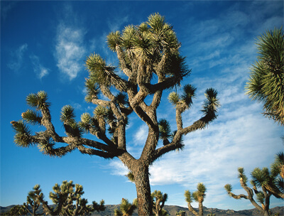 California: Joshua Tree Journey