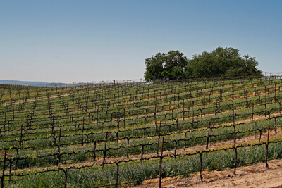 Rows of Petite Sirah grapes along the Pleasant Valley Wine Trail