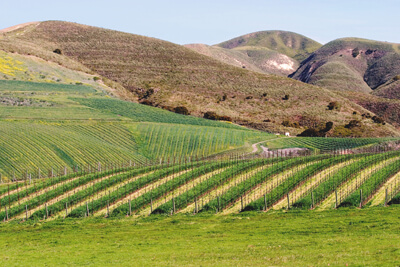 Vineyard in the Santa Ynez Valley 
