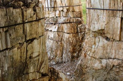 Petrified tree trunks in Florissant Fossil Beds National Monument