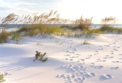 Pensacola beach dunes