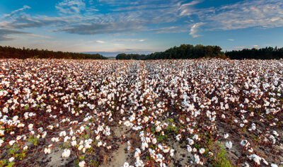 Cotton Field