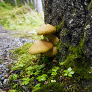 Alaskan Mushrooms