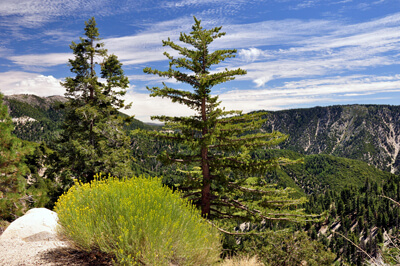San Bernardino National Forest from Big Bear.