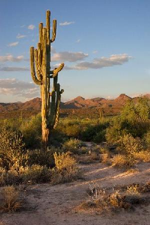 Tonto National Forest’s Saguaro Cactus to Ponderosa Pine Forests.