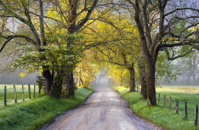 Treelined view along Sparks Lane