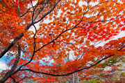 Explore Fall Foliage with myscenicdrives.com